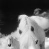 White Horses Lost
