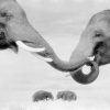 Kissing Elephants
