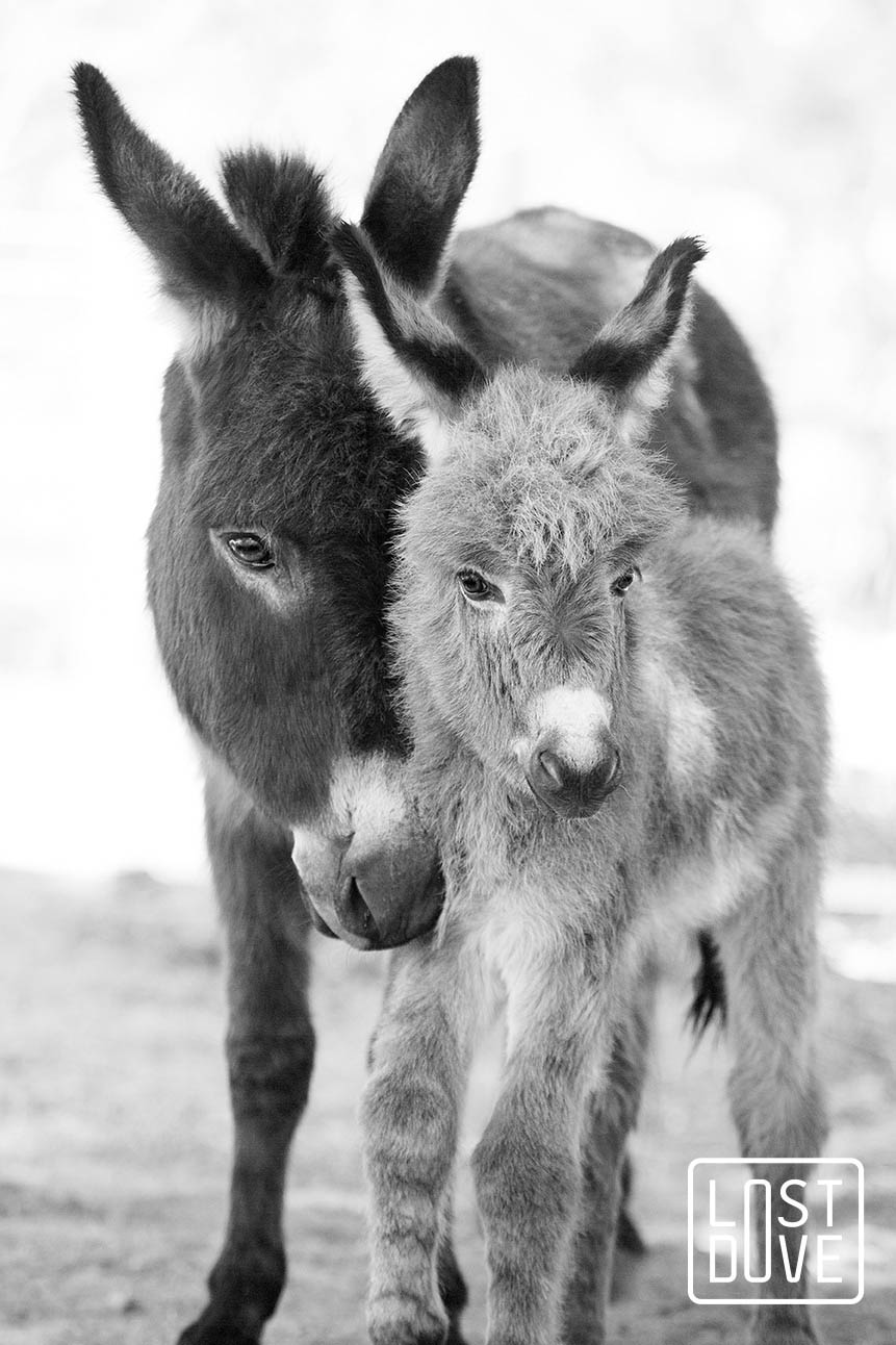 baby donkey