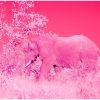 Vivid Pink Elephant